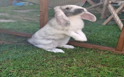 French Lop rabbits for sale: Vaccinated 4mth old doe - Image 3
