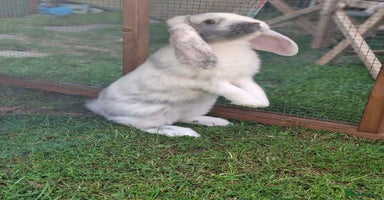 French Lop rabbits - Advert 11
