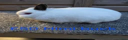 Netherland Dwarf rabbits for sale: Netherland Dwarf stock bucks - Advert 5