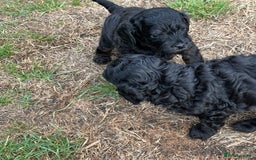 Cavapoo dogs for sale: LAST Black (tan paws/muzzle) F1 Cavapoo Dog Puppy - Image 5