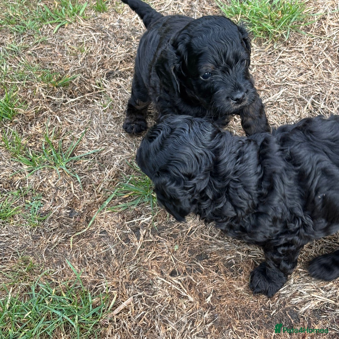 Cavapoo dogs for sale: LAST Black (tan paws/muzzle) F1 Cavapoo Dog Puppy - Image 5
