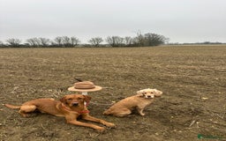 Labrador Retriever dogs for stud: Working KC reg Fox Red Labrador Retriever For Stud in Chelmsford - Image 8