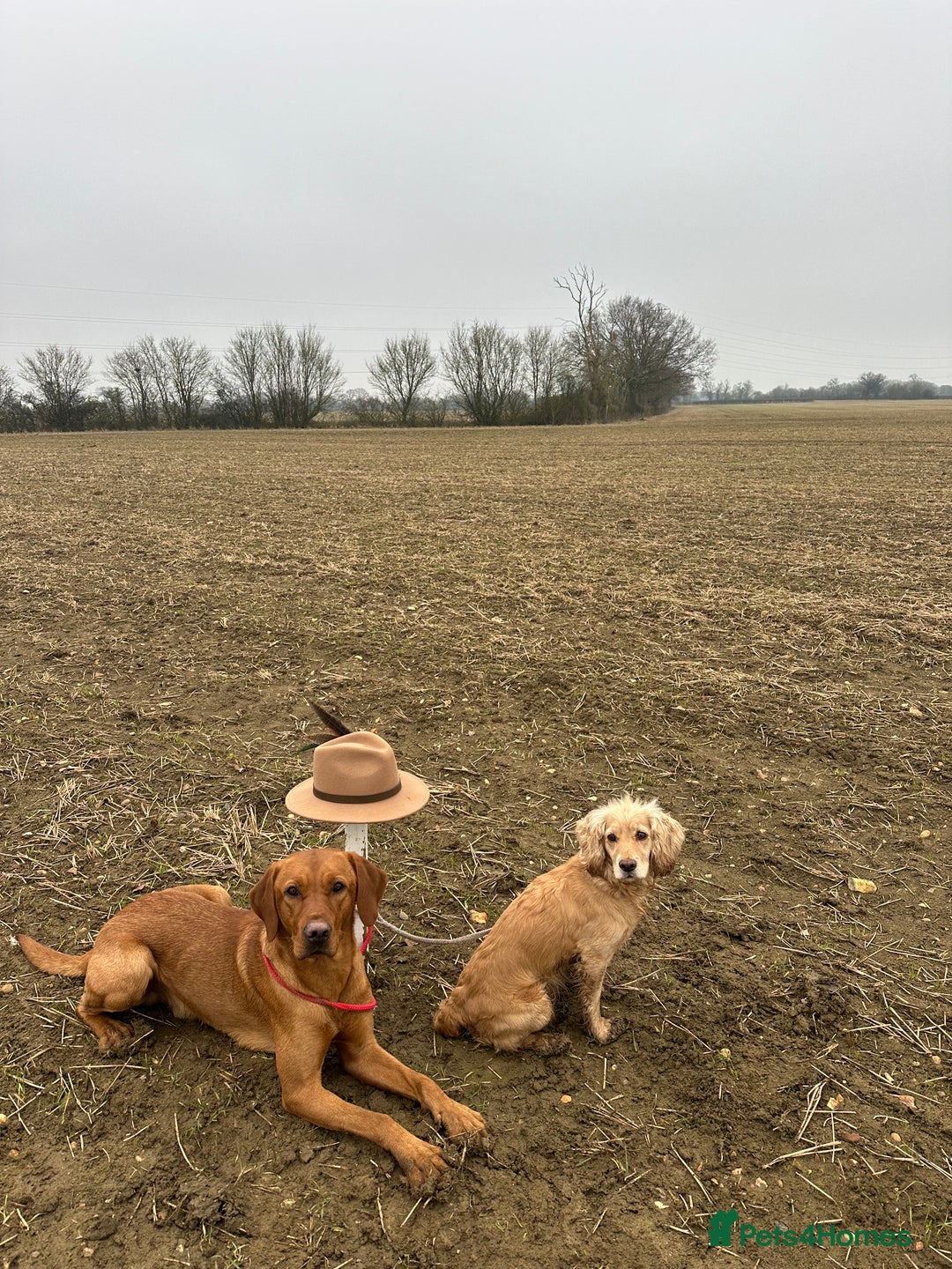 Labrador Retriever dogs for stud: Working KC reg Fox Red Labrador Retriever For Stud in Chelmsford - Image 8