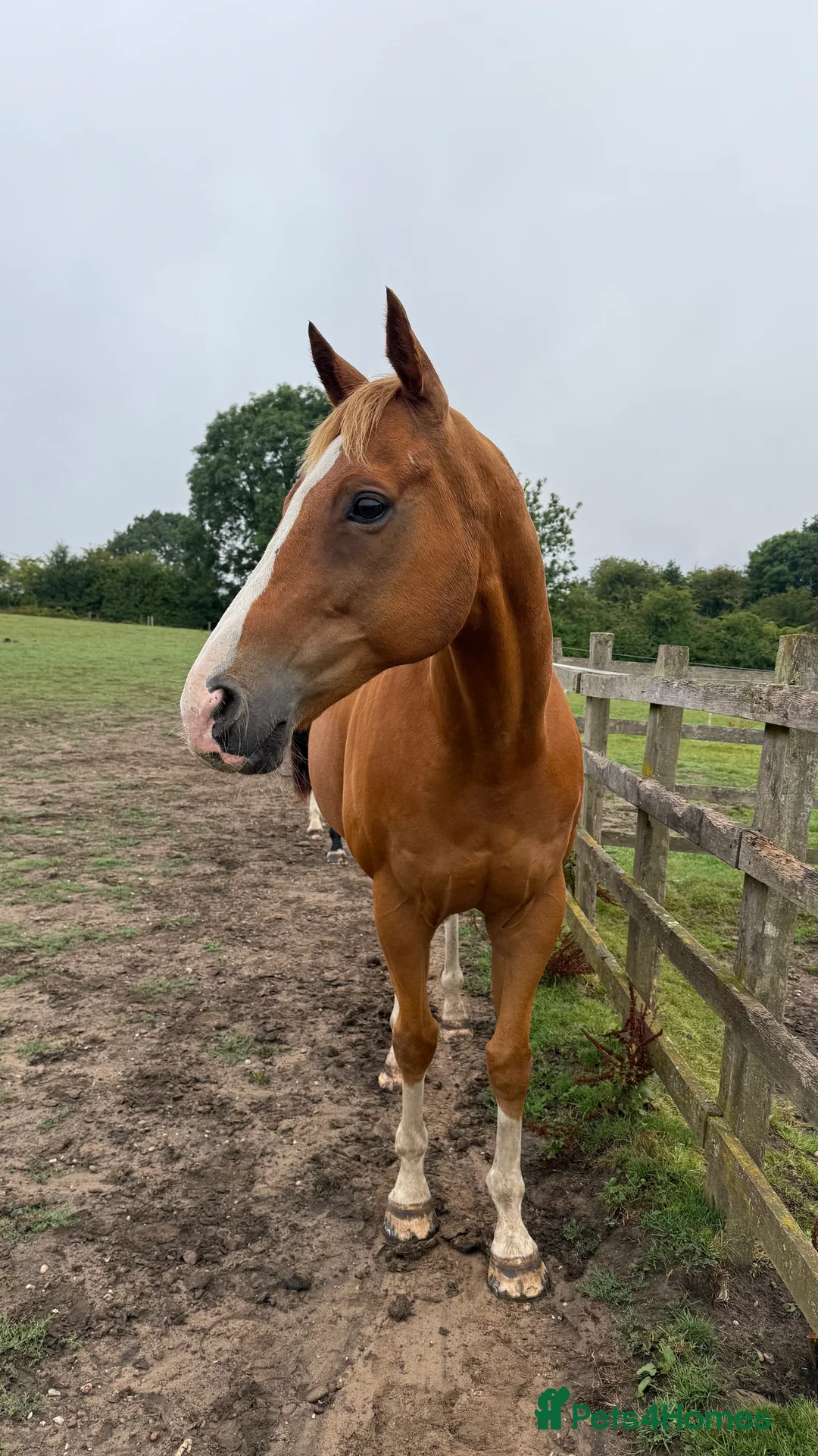 English Thoroughbred horses for sale: 15.3 tb gelding   - Advert 5