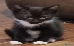 Mixed Breed cats for sale: Beautiful kittens - Image 8