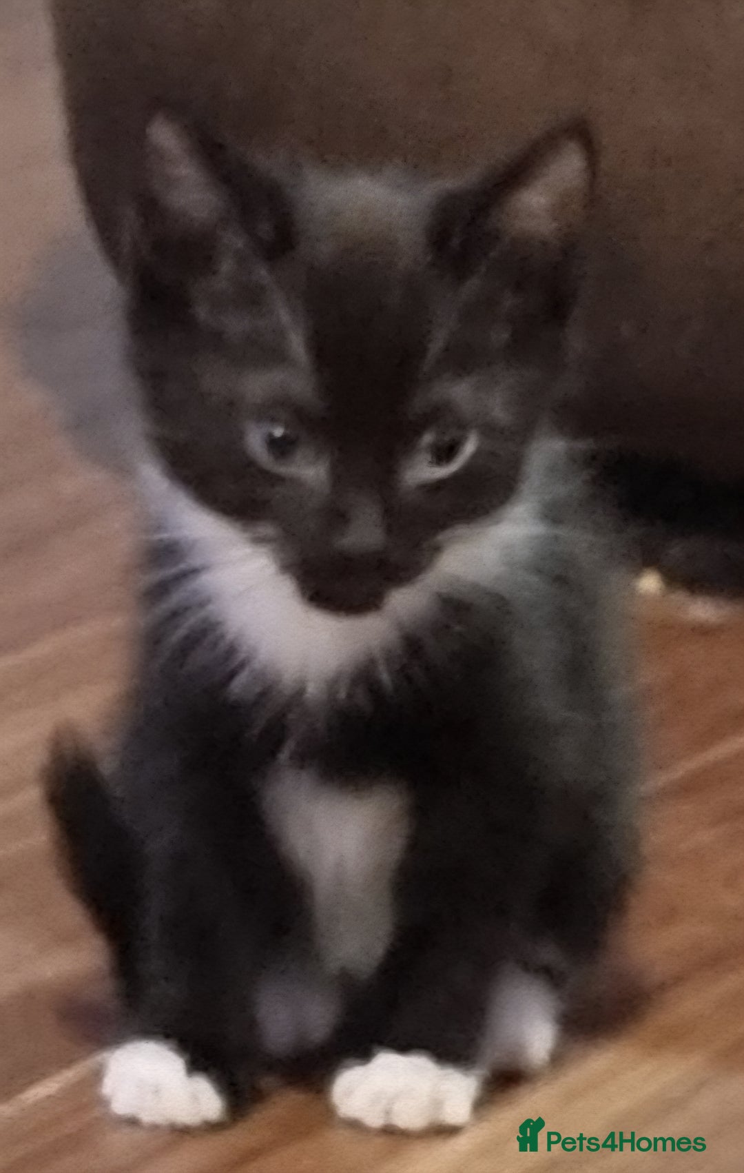 Mixed Breed cats for sale: Beautiful kittens - Image 8