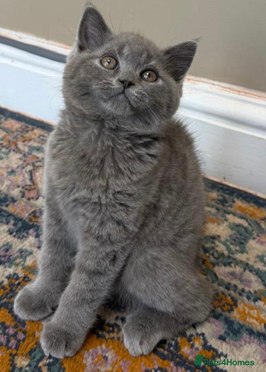 British Shorthair cats for sale: LAST 1 Gorgeous Cute British Short Hair Kittens - Advert 2