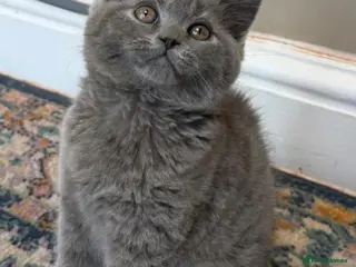 British Shorthair cats for sale: LAST 1 Gorgeous Cute British Short Hair Kittens - Advert 2