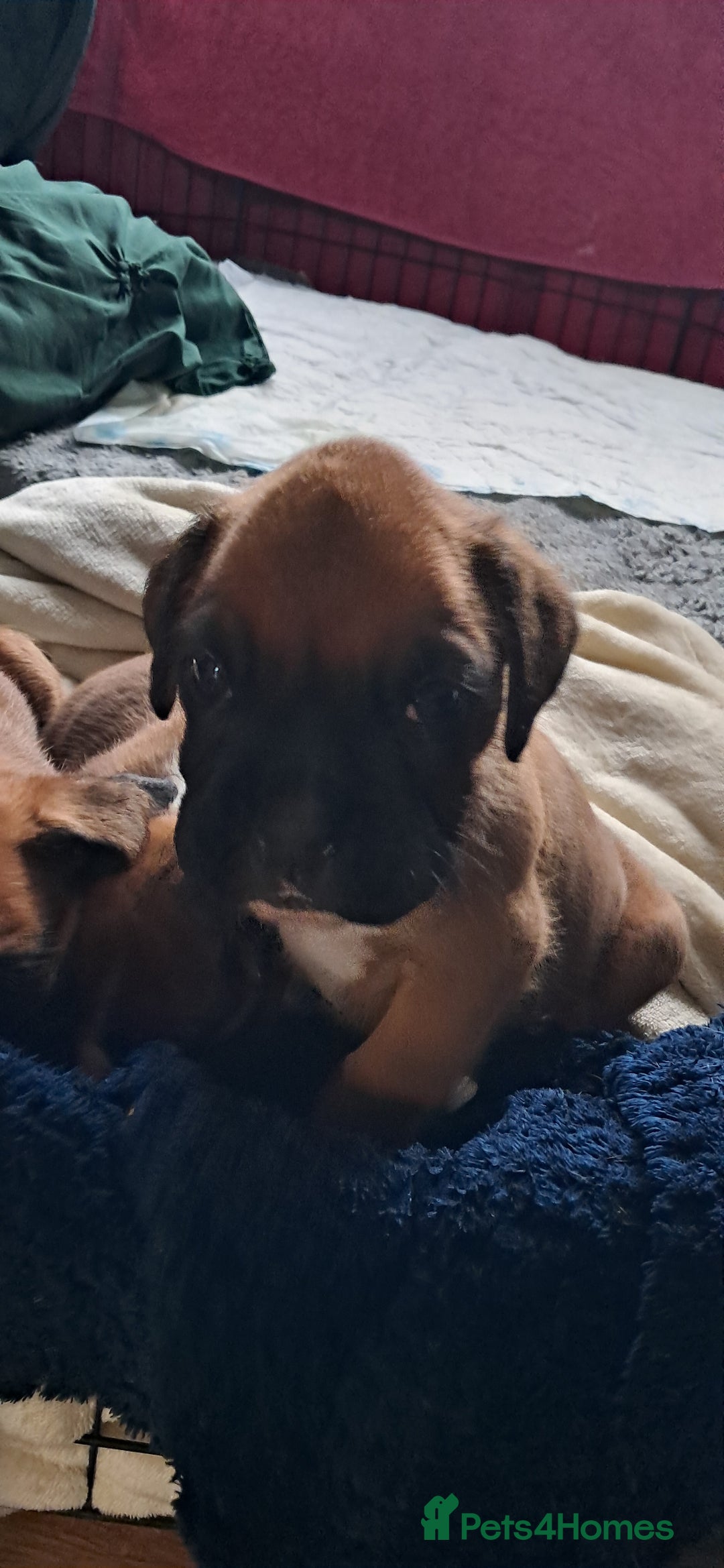 Boxer dogs for sale: Boxer babies ❤️ - Advert 8