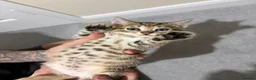 Bengal cats for sale: Bengal Mix kittens 🐱  in Hinckley - Advert 2