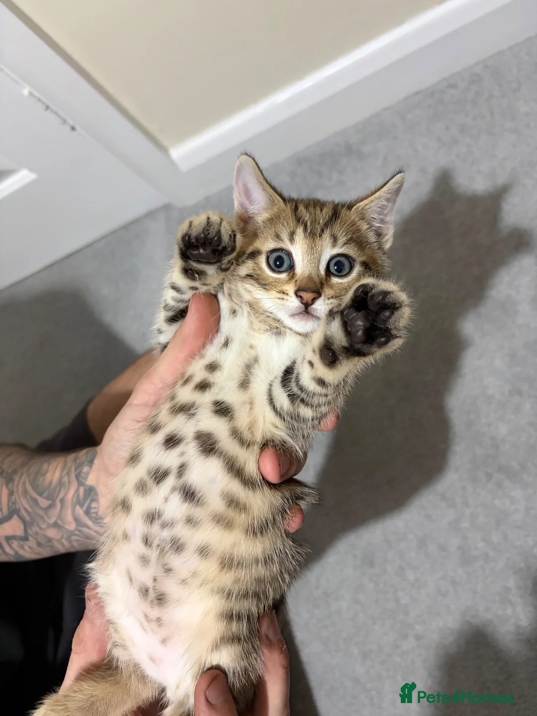 Bengal cats for sale: Bengal Mix kittens 🐱  in Hinckley - Advert 2