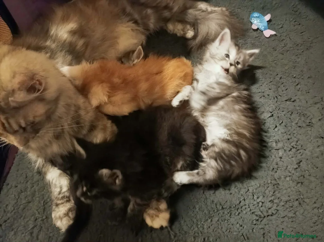 Maine Coon cats for sale: GCCF Registered Maine Coon Kittens - Advert 9