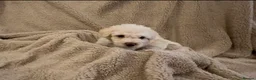 Poochon dogs for sale: Cute Cream/white with brown noses poochon puppies - Advert 6