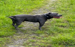 Staffordshire Bull Terrier dogs for stud: REGGIE kc PROVEN (HEALTH TESTED) Dark Blue in Wisbech - Image 18