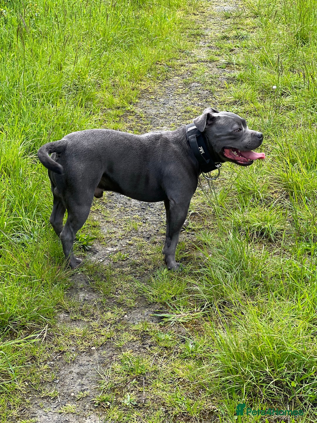 Staffordshire Bull Terrier dogs for stud: REGGIE kc PROVEN (HEALTH TESTED) Dark Blue in Wisbech - Image 18
