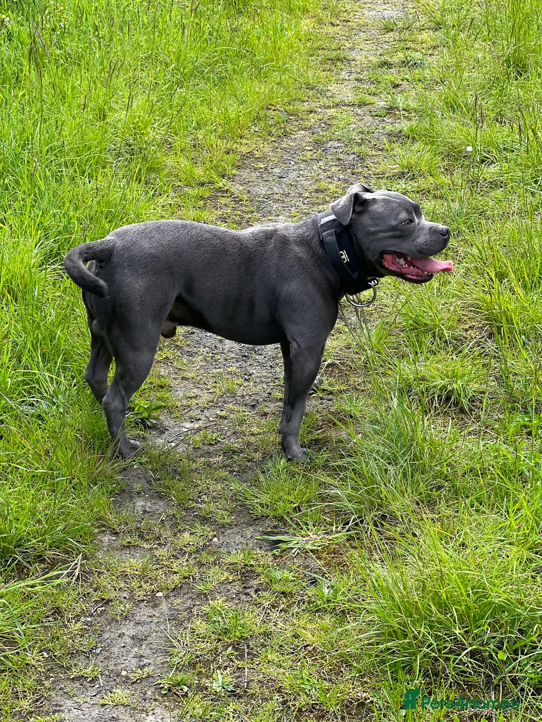 Staffordshire Bull Terrier dogs for stud: REGGIE kc PROVEN (HEALTH TESTED) Dark Blue in Wisbech - Advert 18