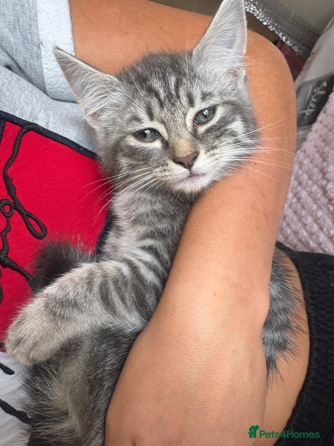 Maine Coon cats for sale: Ragdoll cross Maine Coon kitten - Image 3