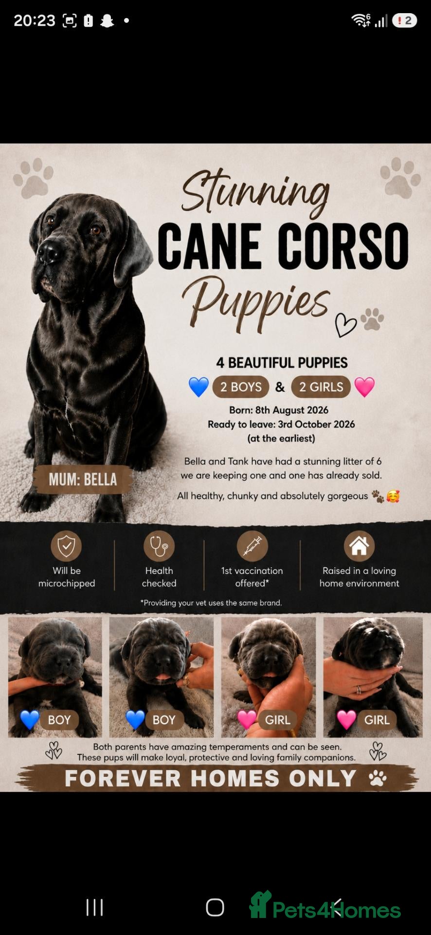 Cane Corso dogs S🐾❤️ STUNNING CANE CORSO PUPPIES–2BOYS & 2GIRLS  - Advert 4