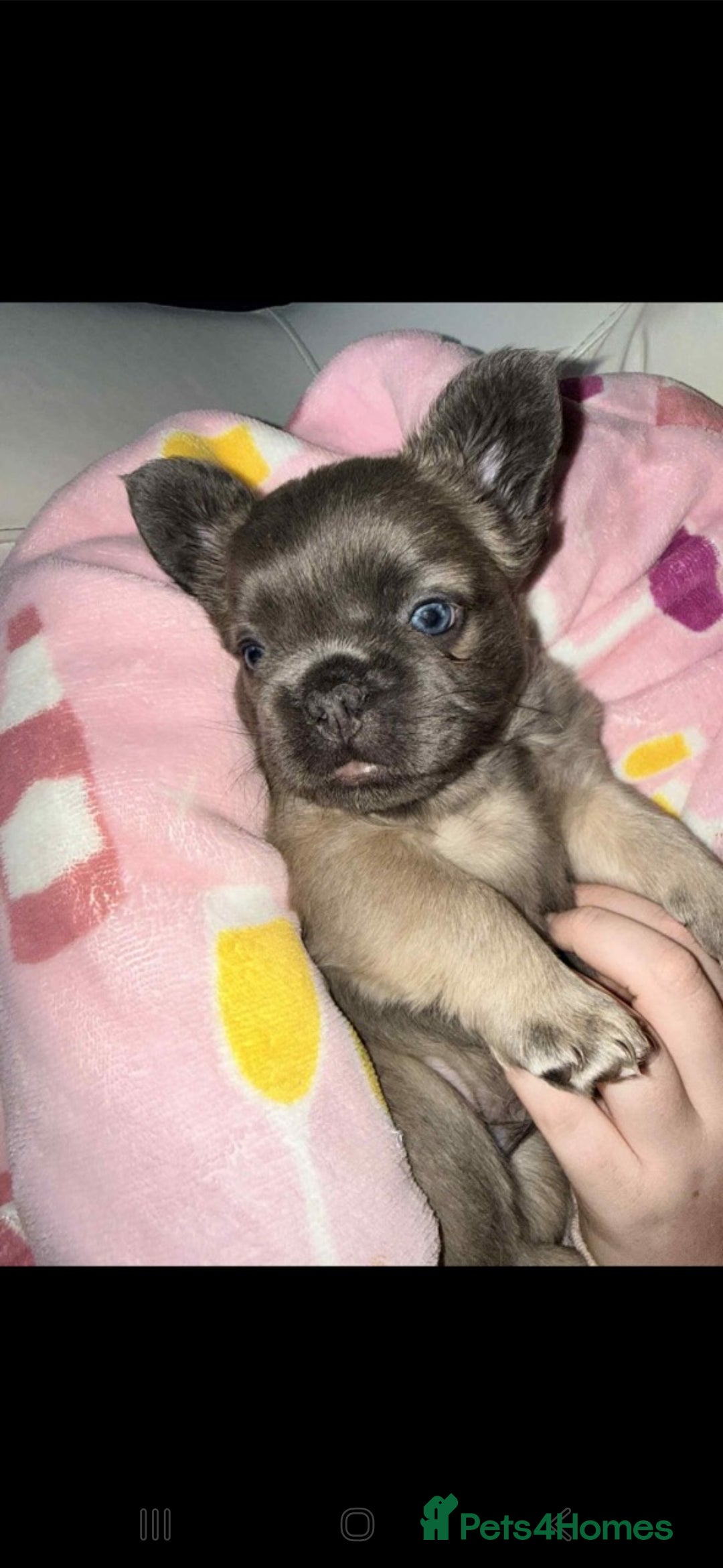 French Bulldog dogs for sale: Fluffy Frenchie - Advert 2