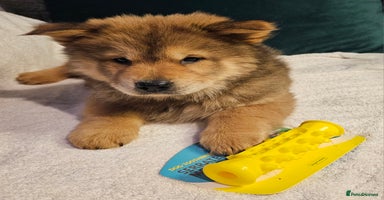 Mixed Breed dogs ❤️ Chowsky puppies  chow chow  siberian husky ❤️ - Advert 1