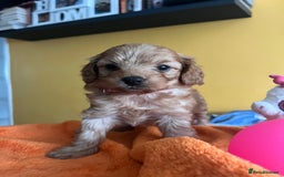 Cockapoo dogs for sale: F1b Cockapoo Puppies Ready Soon for Loving Homes - Image 18