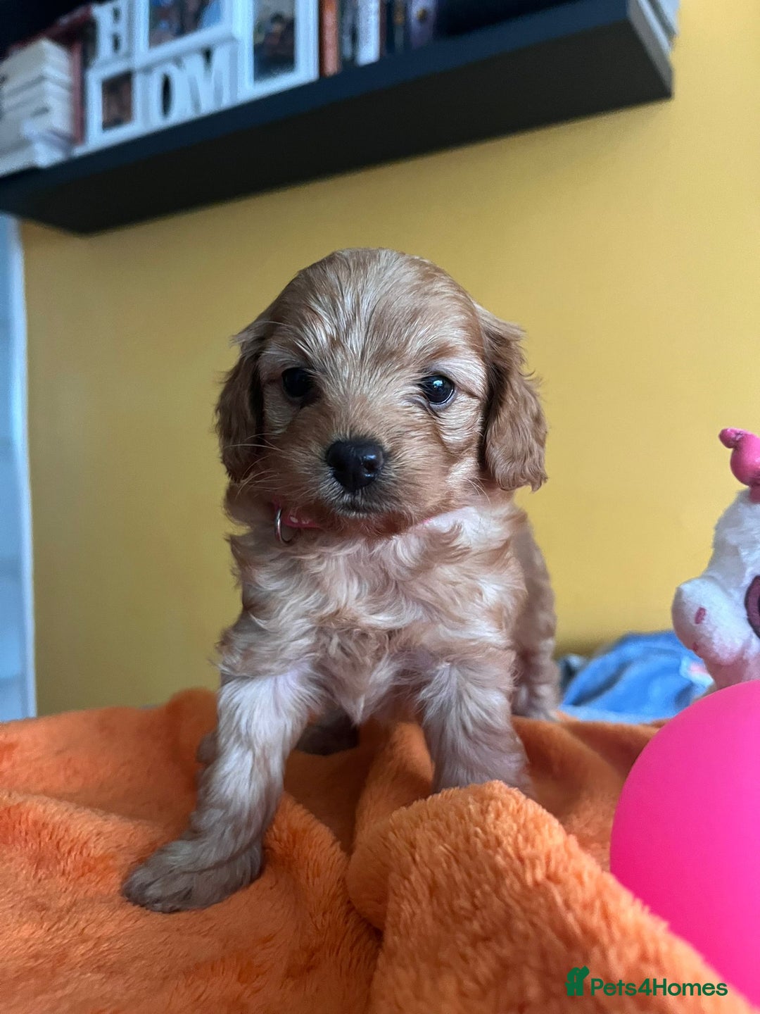 Cockapoo dogs for sale: F1b Cockapoo Puppies Ready Soon for Loving Homes - Image 18