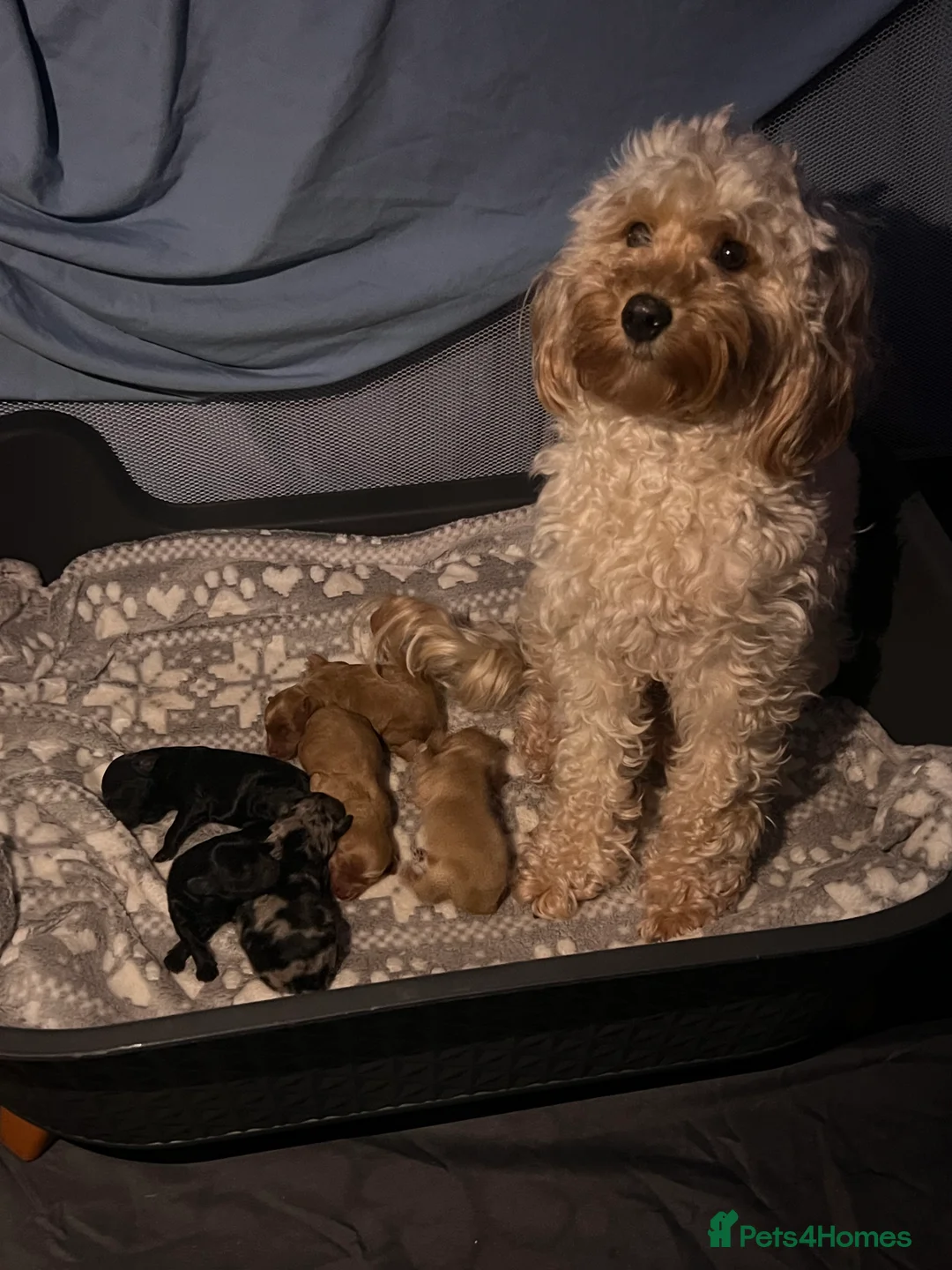 Cockapoo dogs for sale: FB1 cockapoo pups - Advert 2