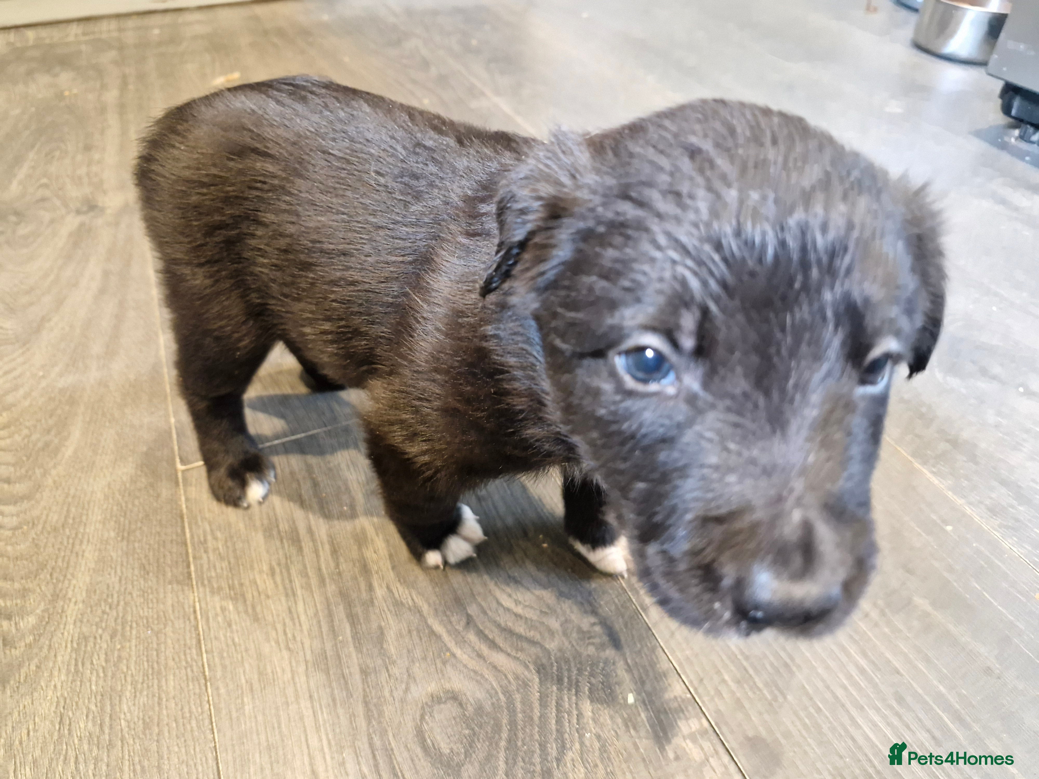 Border Collie dogs Gorgeous Blue Border Collie Pups - Advert 2