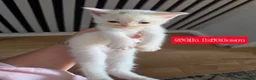 Mixed Breed cats for sale: 3 boys + 3 girls white kitten for sale - Advert 22