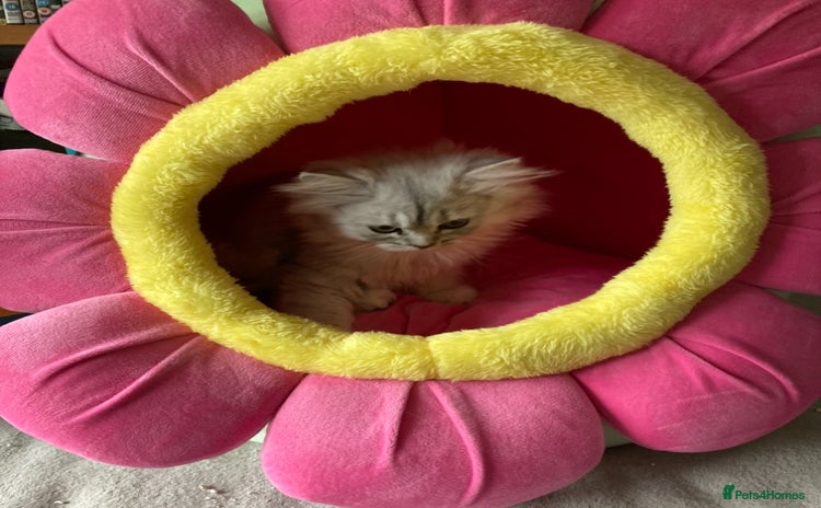 Persian cats - Advert 14