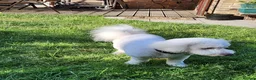 Bichon Frise dogs for stud: Charlie for stud not for sale  - Advert 8