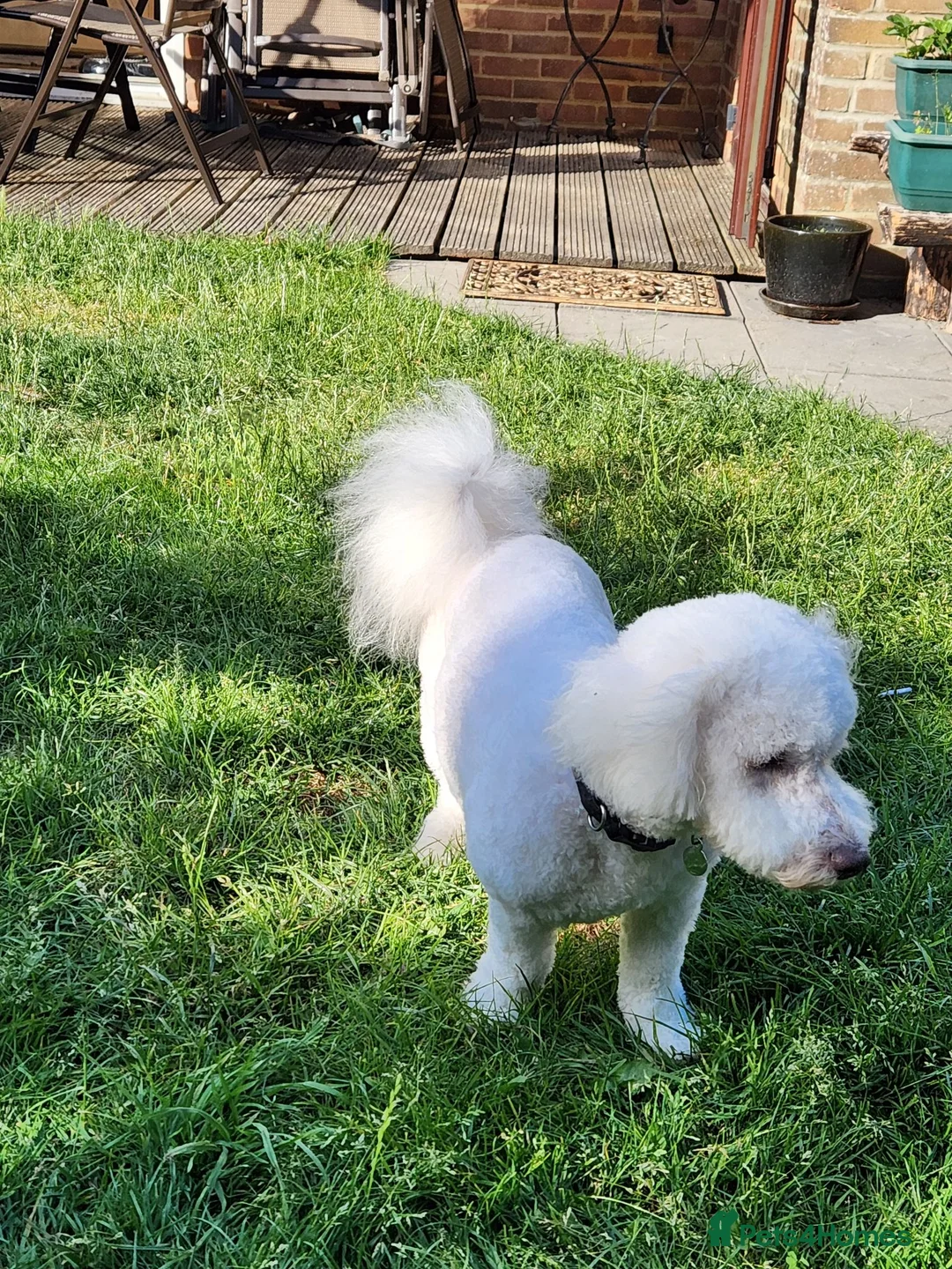Bichon Frise dogs for stud: Charlie for stud not for sale  - Advert 8