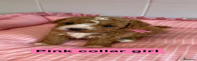 Pink collar girl 