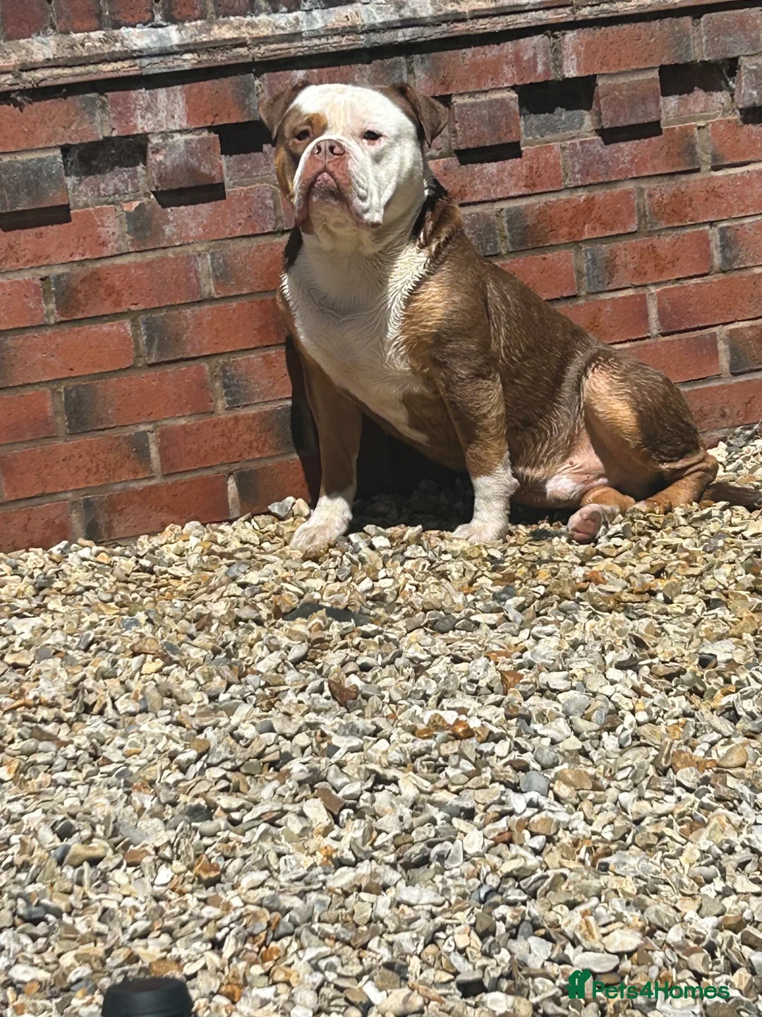 Olde English Bulldogge dogs for stud: New English bulldog  in Newcastle - Advert 1