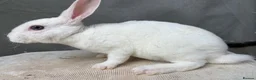 Rex rabbits for sale: Vienna Mini Rex male - Advert 2