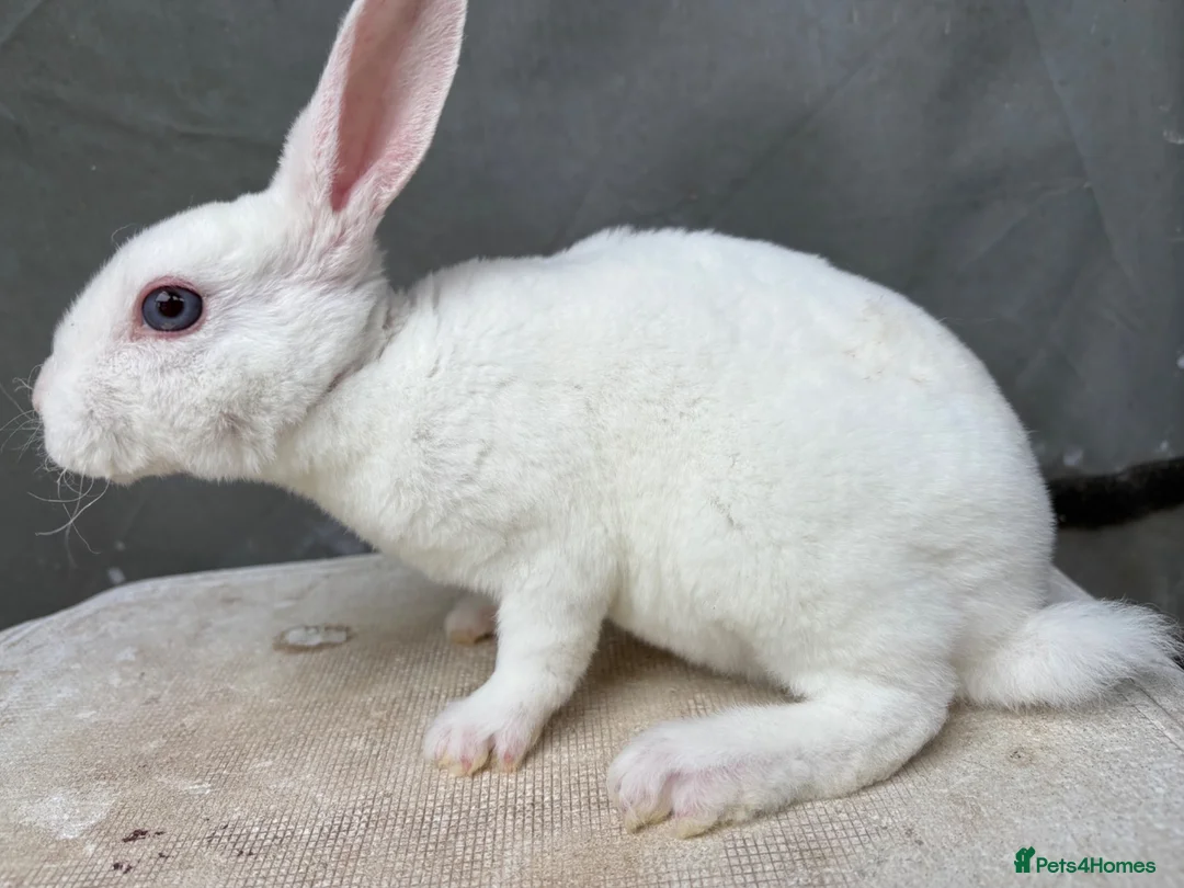Rex rabbits for sale: Vienna Mini Rex male - Advert 2