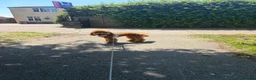 Toy Poodle dogs for sale: Male KC Registered Dark Red Toy Poodle  in Stevenage - Advert 8
