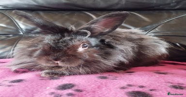 Lionhead rabbits - Advert 1