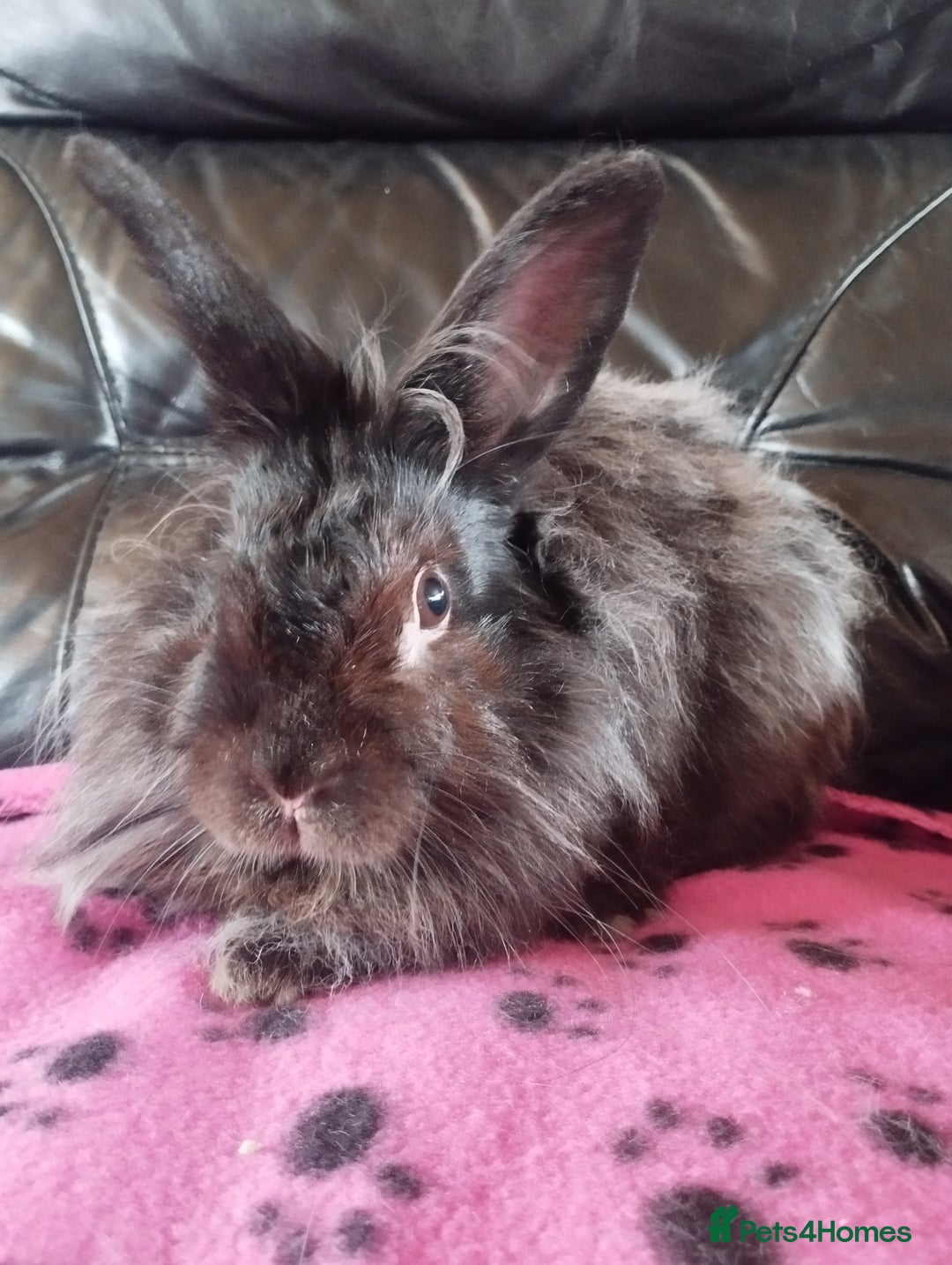 Lionhead rabbits for sale: Teddywidder buck available 🥰 - Image 2