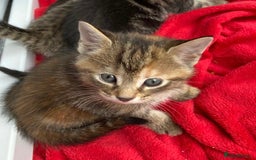 Mixed Breed cats for sale: 7 beautiful kittens ready for a loving home - Image 7