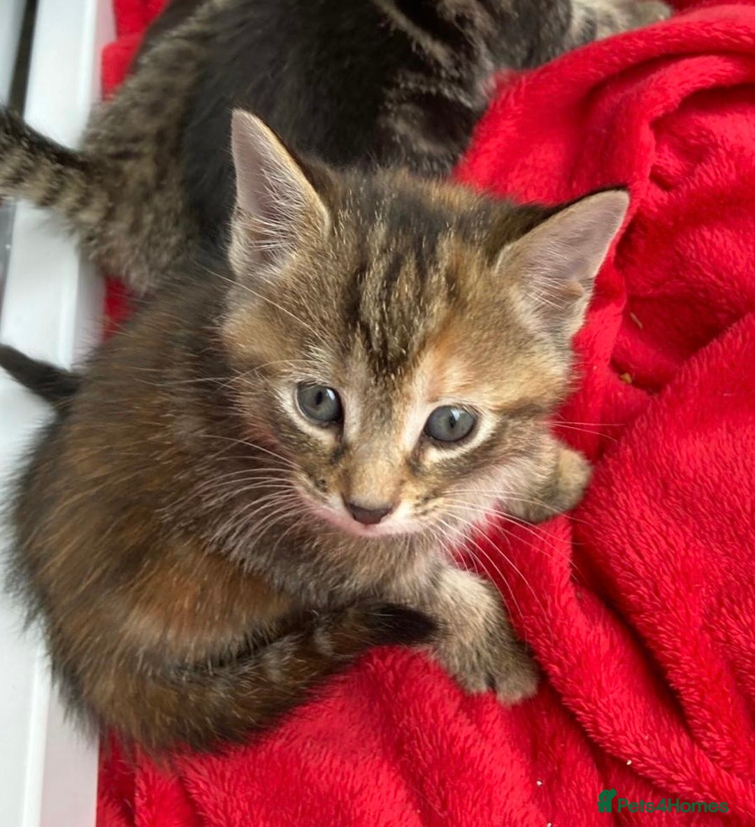 Mixed Breed cats for sale: 7 beautiful kittens ready for a loving home - Image 7