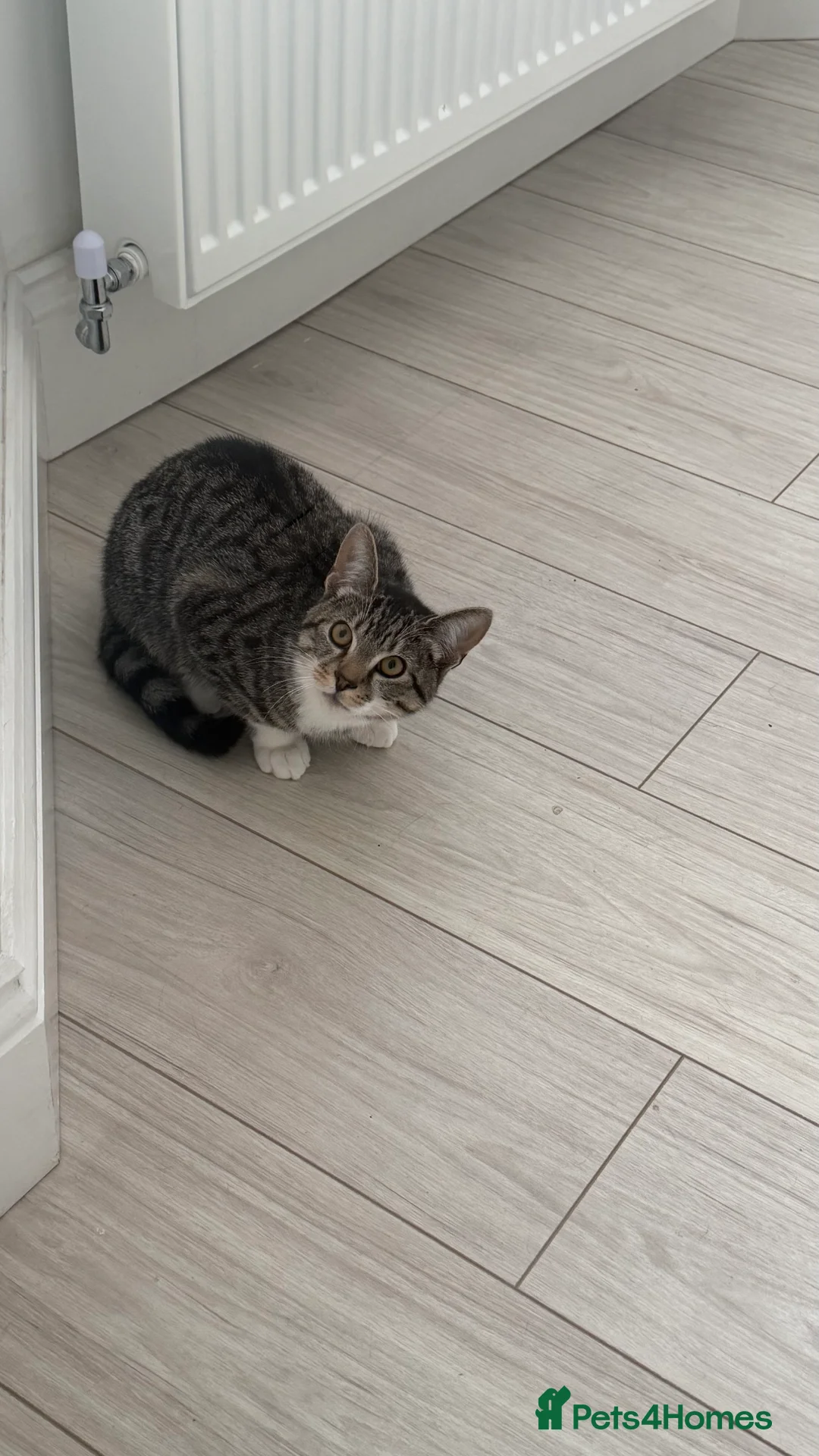 Domestic Shorthair cats for sale: Tabby Male cat for sale - Advert 3