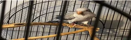 Parrots birds for sale: X2 quaker parrots monk parakeets  - Advert 11
