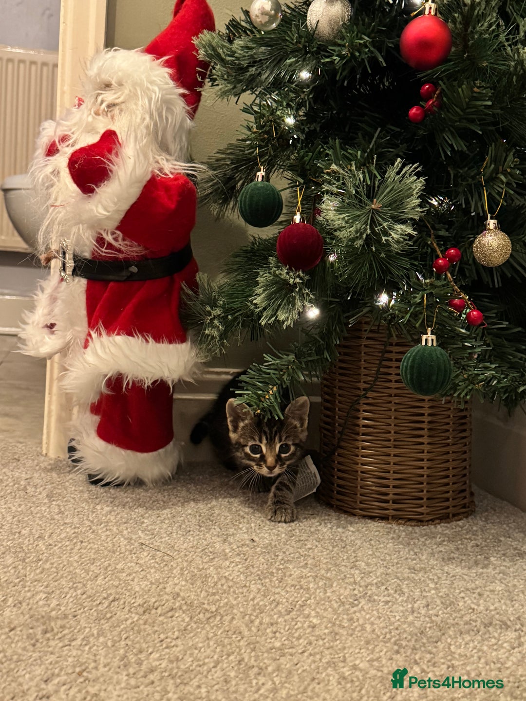 Mixed Breed cats for sale: Gorgeous Kittens ready to go in 2 weeks - Advert 20