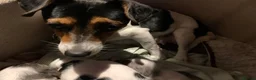 Jack Russell dogs for sale: Jack Russel blue merle - Advert 3