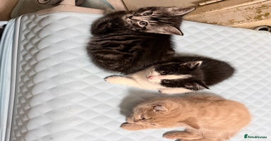 Mixed Breed cats Gorgeous kittens for sale - Advert 8