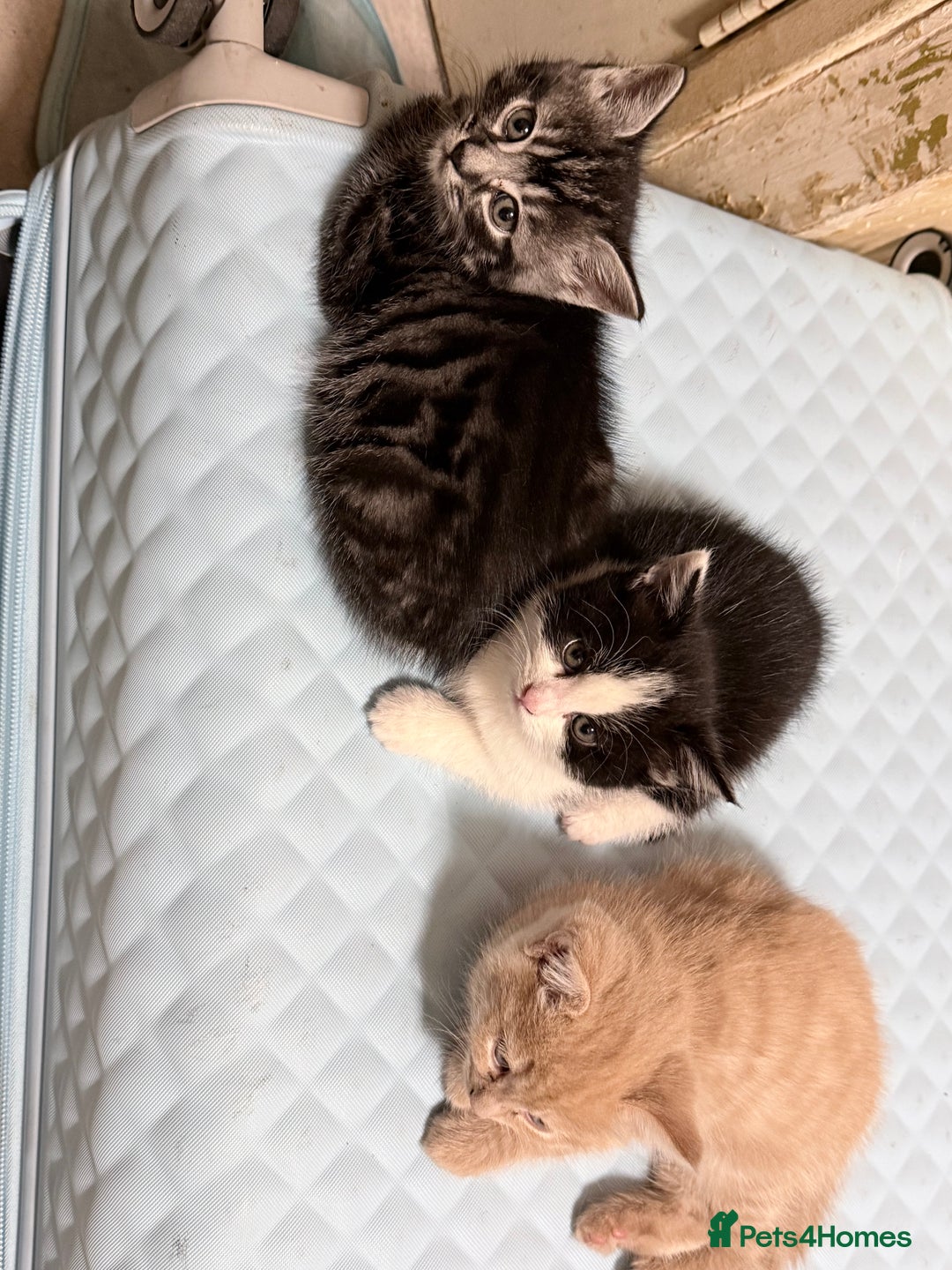 Mixed Breed cats for sale: Gorgeous kittens for sale - Advert 3