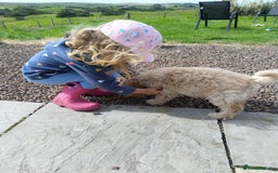 Labradoodle dogs for sale: Beautiful miniature labradoodle puppies - Image 7