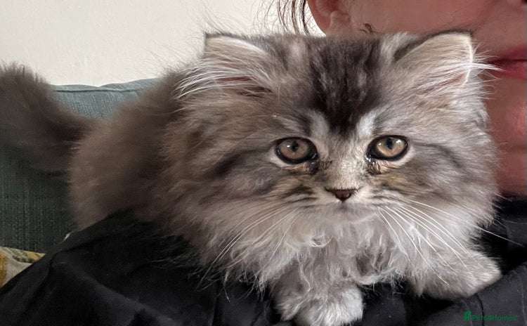 Scottish Fold cats - Advert 2