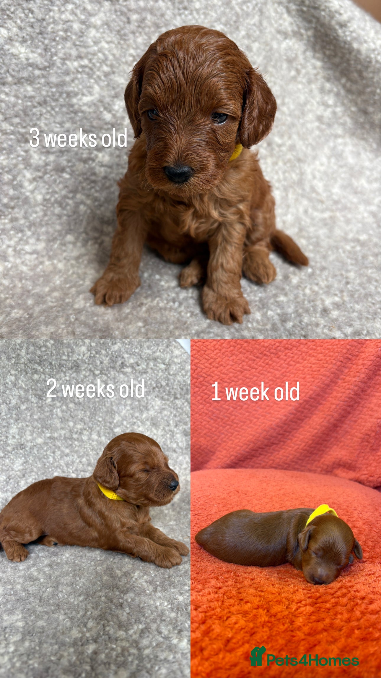 Cockapoo dogs Beautiful All Fox Red F1BB Cockapoo Puppies  - Advert 2
